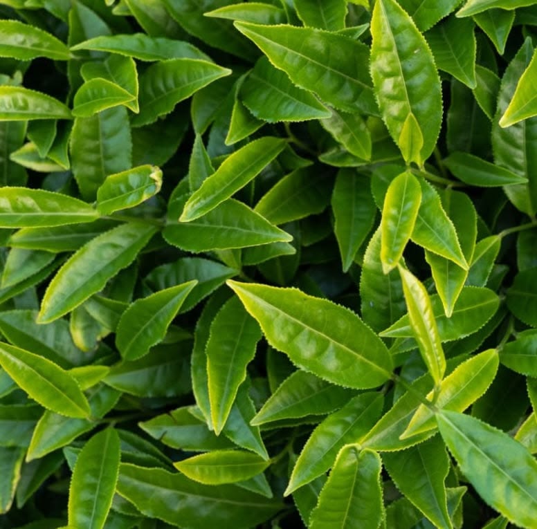 L-theanine