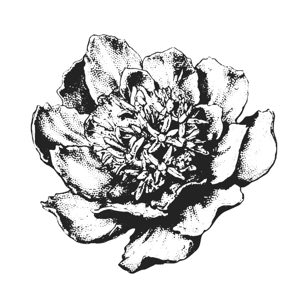 Rhodiola Rosea