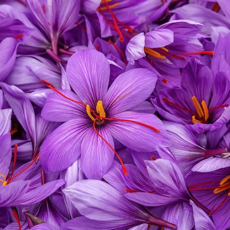Affron Saffron