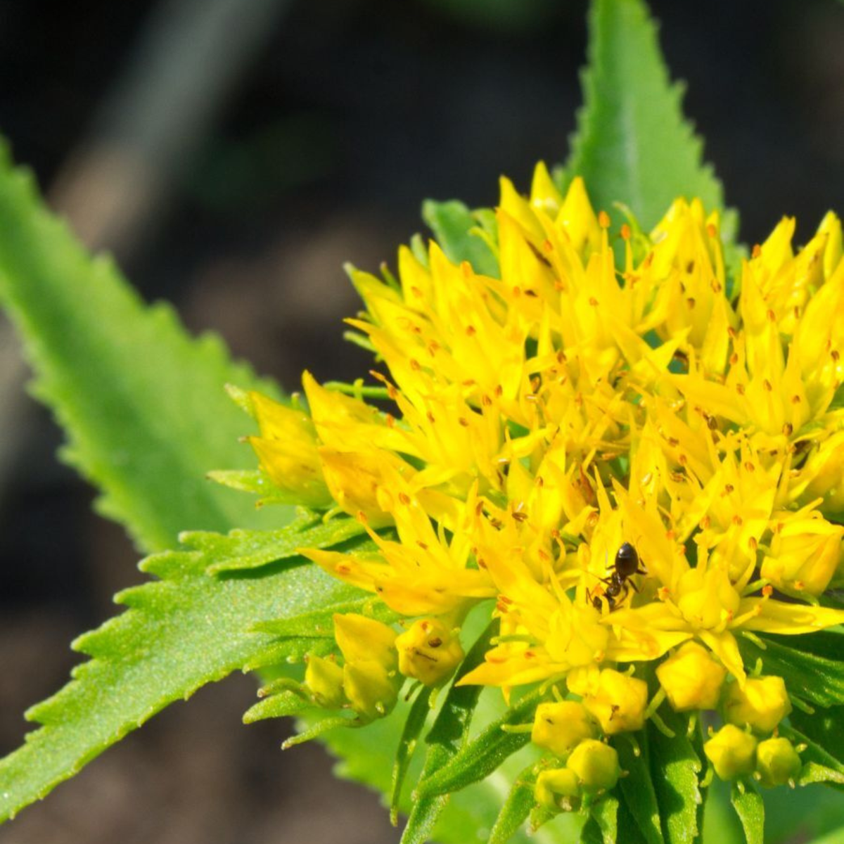 Rhodiola Rosea